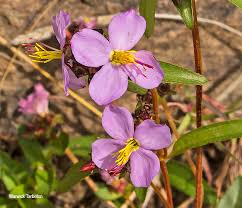 Image result for Antherotoma debilis