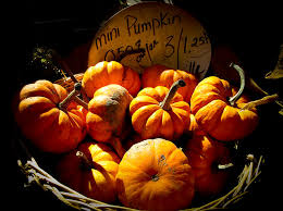 Longaberger 1996 small pumpkin basket combo w lid fall foliage. Vignette Photo Of Small Pumpkins In A Wicker Basket At The Market Fall Harvest In Autumn Colors Photograph By Chantal Photopix