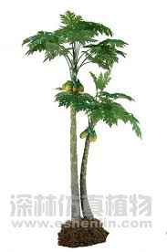 Use flowering quince kurokoji as a foundation plant, hedge, or in containers in areas like auburn, citrus heights, elk grove, folsom, rocklin, roseville and sacramento. Big Artificial Tropical Tree Fake Papaya Tree Chinese Flowering Quince Buy Artificial Tropical Tree Tropical Fruit Trees Papaya Tree Product On Alibaba Com