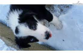 Abca Registered Border Collies For Sale Collie Puppies Collie Puppies For Sale