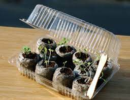 After 10 days, unroll the paper towel and count how many seeds have sprouted. Tips For Germinating Hot Sweet Pepper Seeds Seedsnow Com