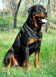 Rottweiler Temperament Top Personality And Character Traits Rottweiler Temperament Rottweiler Breed Rottweiler Puppies