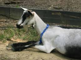 French Alpine Doe Goats Female Goat Alpine Goats