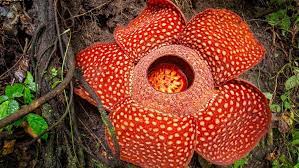 Nama bunga raflesia arnoldi berasal dari. Kisah Penemuan Bunga Rafflesia Arnoldi Di Bengkulu