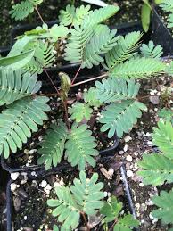 Image result for Mimosa pudica