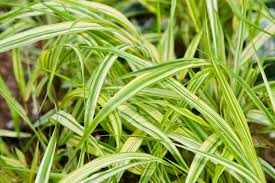 Image result for Microchloa afra
