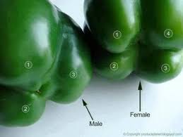 Bien Choisir Les Poivrons Pour La Salade Ou La Cuisson Trucs De Cuisine Trucs Et Astuces Cuisine Trucs Et Astuces