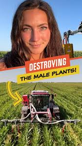 These Males Served Their Purpose! 🌽🚜