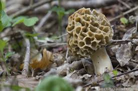 Bertholds Fotos Speisemorchel Morchella Esculenta Pilze Champignons Laub
