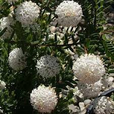 Image result for Aspilia ciliata