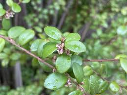 Image result for Myrsine africana