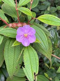 Image result for Melastomastrum