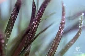 Image result for Blyxa aubertii