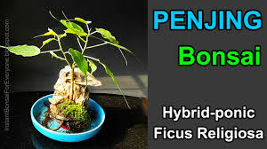 Penjing Bonsai Saikei Hybridponic Ficus Religiosa Peepal Tree Youtube