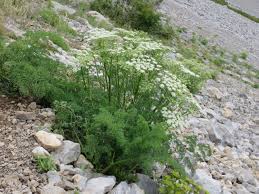 Image result for Afroligusticum runssoricum