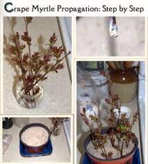 Remove all the leaves except the last two or three. How To Propagate Crepe Myrtle From Cuttings Crepe Myrtle Landscaping Crepe Myrtle Trees Crape Myrtle