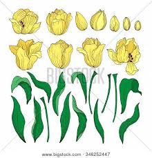 All the best flower drawing background 37+ collected on this page. Set Tulip Flowers Vector Photo Free Trial Bigstock