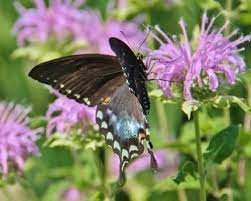 We had a few of the little white ones (cabbage butterflies) one or two admirals, a couple of monarchs, and now finally, the amazing and stunning swallowtails decided to come for a visit yesterday. Create A Black Swallowtail Butterfly Habitat Raritan Headwaters