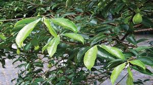 Untuk segelas teh gaharu, hanya diperlukan 6 sampai 8 lembar daun gaharu yang masih muda dan segar. Gaharu Emas Hijau Nusantara Yang Terancam Greeners Co