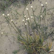 Image result for Eriocaulon inyangense