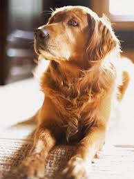 Take Pet Pictures Like A Pro Animal Photography Pet Photography Tips Animal Pictures