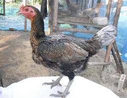 Tentang ayam betina siam shamo ini tidak ada informasi berapa persisnya berat badan ayam betina tersebut. Ciri Ayam Birma Betina Yang Harus Kalian Ketahui Agar Tidak Salah Pilih