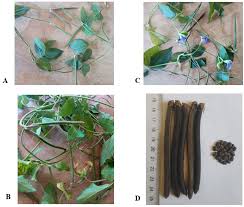 Image result for Vigna reticulata