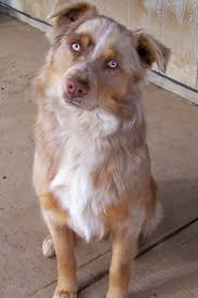 Breeds include poodle, labrador, staffordshire bull terrier and more. Border Aussie Dog Breed Information And Pictures