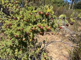 Image result for Searsia lucida