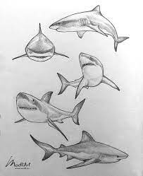 Great White Shark Pencil Line Art Sketches By Madliart Shark Art Animal Sketches Animal Drawings Sketches