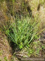 Image result for Bulbine asphodeloides