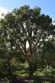 Image result for Melaleuca hamulosa
