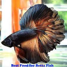 Pin On Mem Fish