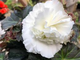 Image result for Rungia grandis