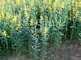 Image result for Crotalaria preladoi