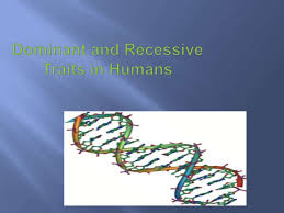 For example, the allele for blue eyes is recessive, therefore to have blue eyes. Dominant And Recessive Traits In Humans