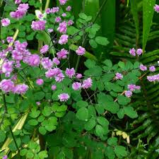 Image result for Thalictrum
