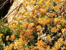 Image result for Crambe kilimandscharica