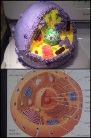 Plant cells have three extra animal cells have an irregular structure and are made up of four key parts: An Animal Cell Cake I Made For My Younger Brother S Science Class He Chose The Colour Scheme And The Candi Animal Cell Edible Cell Project Animal Cell Project