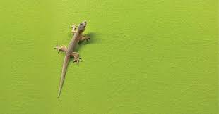 The giant tegu is also known as the black and white tegu. Keep Those Lizards Out 7 Effective Ways To Get Rid Of House Lizards