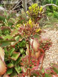Image result for Kalanchoe crenata