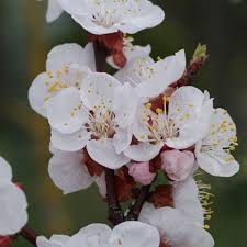 Image result for Prunus armeniaca