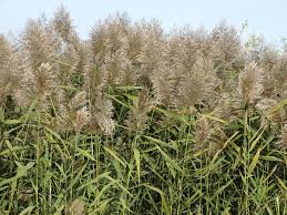 Image result for Phragmites australis