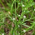 Image result for Thesium singulare