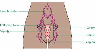 The human body is one complex network, universally accepted as the most intriguing construct. Where Are The Ovaries Fallopian Tubes And Peritoneum Macmillan Cancer Support