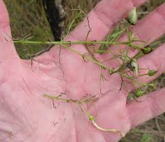 Image result for Rhamphicarpa