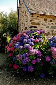 Breton Hydrangeas 1 Hydrangea Garden Planting Flowers Beautiful Flowers