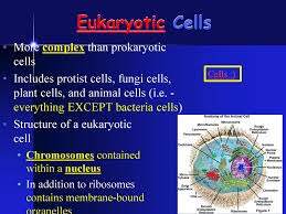 We did not find results for: Hb P 25 Cells Ppt Download