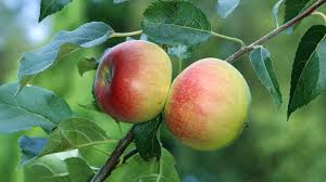Maybe you would like to learn more about one of these? Apple Malus X Domestica British Trees Woodland Trust