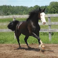 We did not find results for: Friesian Sporthorse Info Origin History Pictures